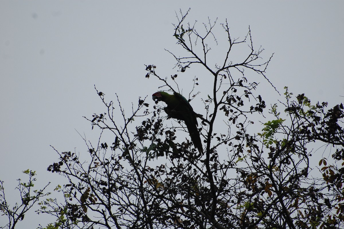 Great Green Macaw - ML616013765