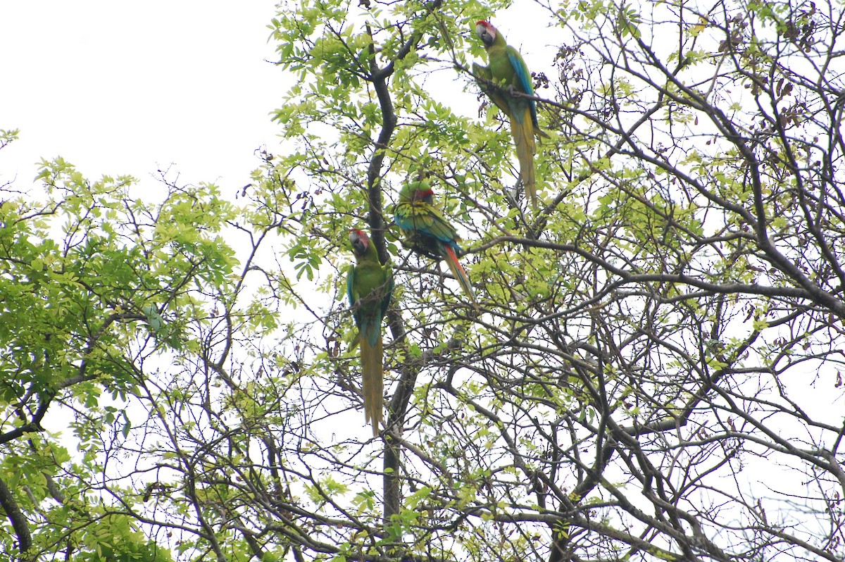 Great Green Macaw - ML616013770