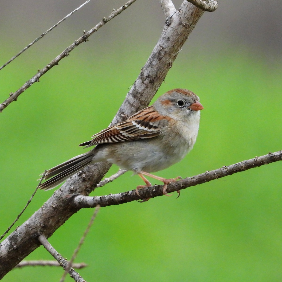 Field Sparrow - ML616013778