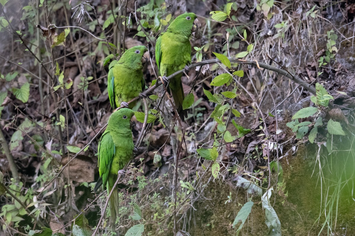 オオメキシコインコ - ML616013800