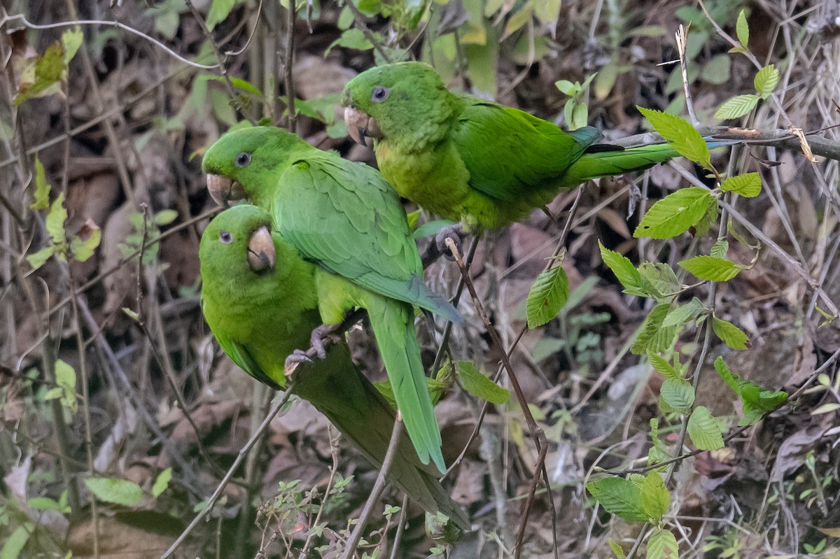 Pacific Parakeet - ML616013802