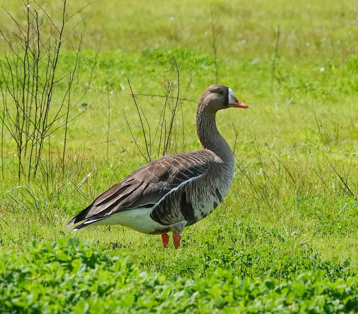Greater White-fronted Goose - ML616013805