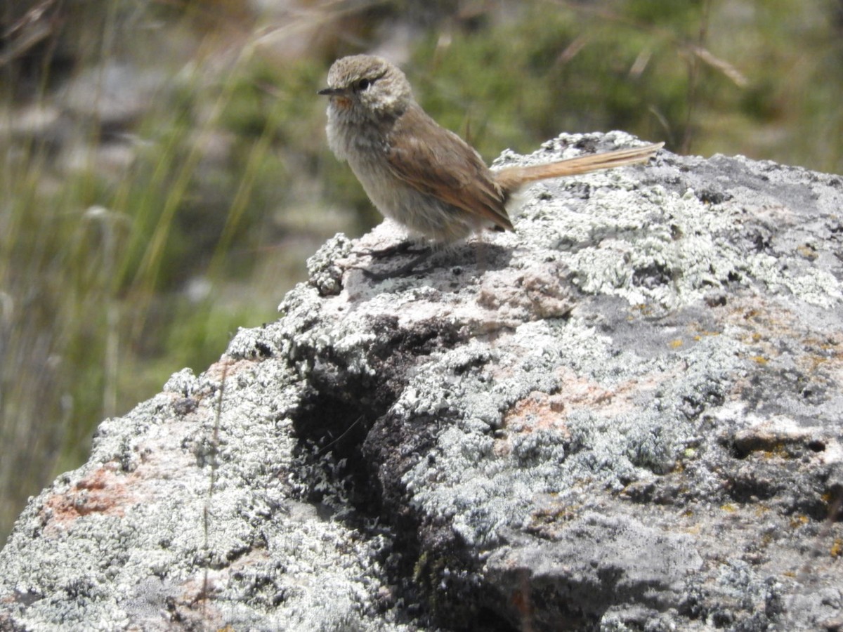 Streak-throated Canastero - Jose André Quispe Torres