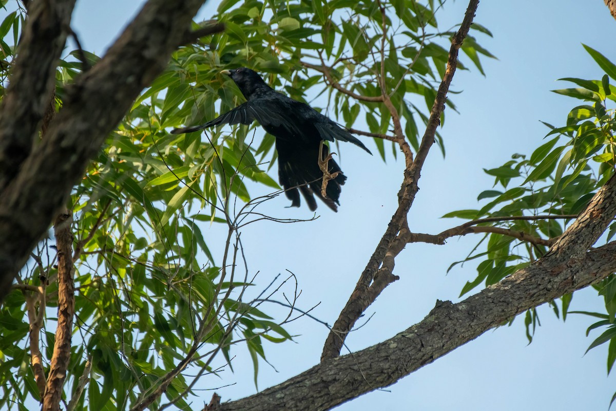 Satin Bowerbird - Gordon Arthur