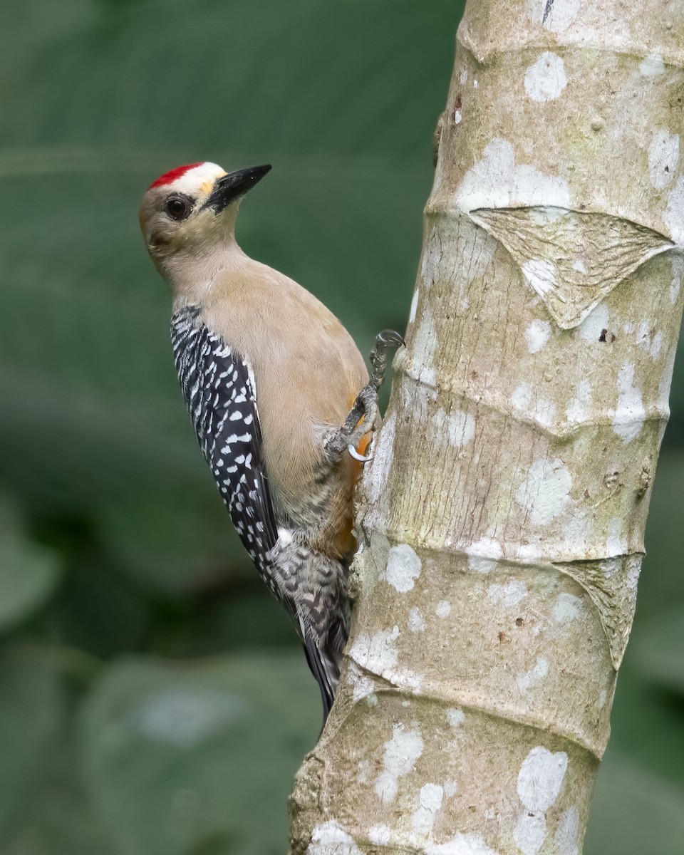 Hoffmann's Woodpecker - ML616013947