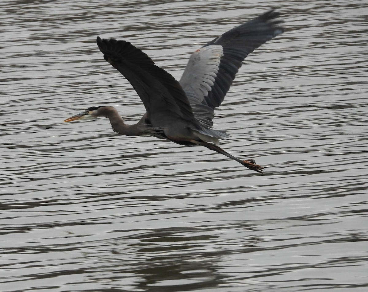 Great Blue Heron - ML616013958