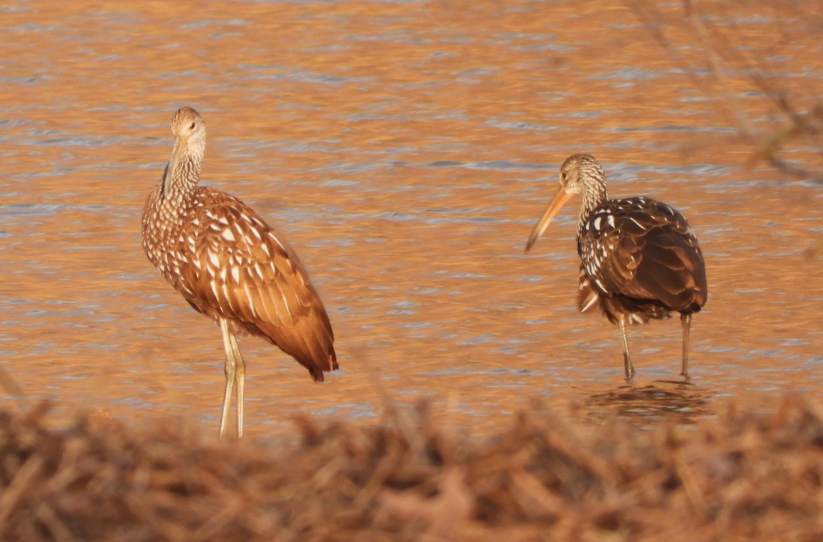 Limpkin - ML616013998