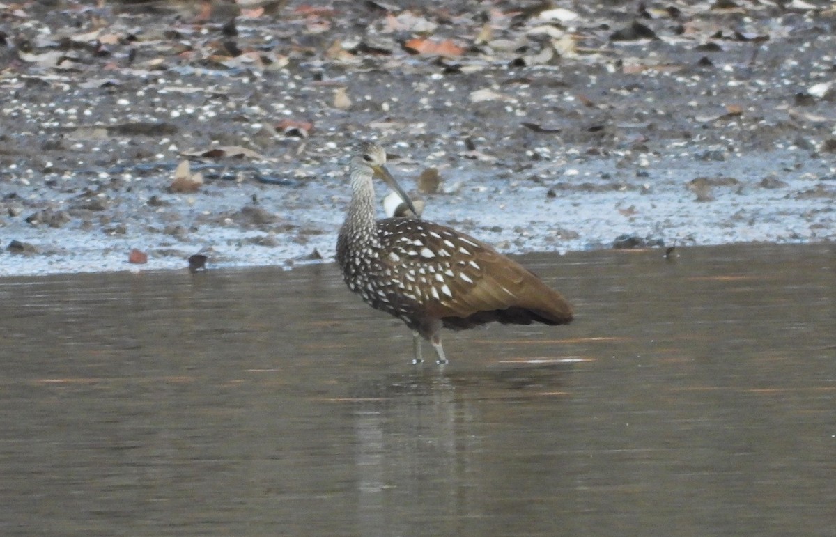 Limpkin - ML616014002