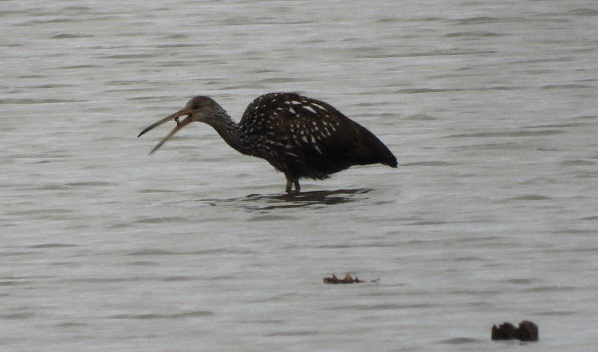 Limpkin - ML616014007