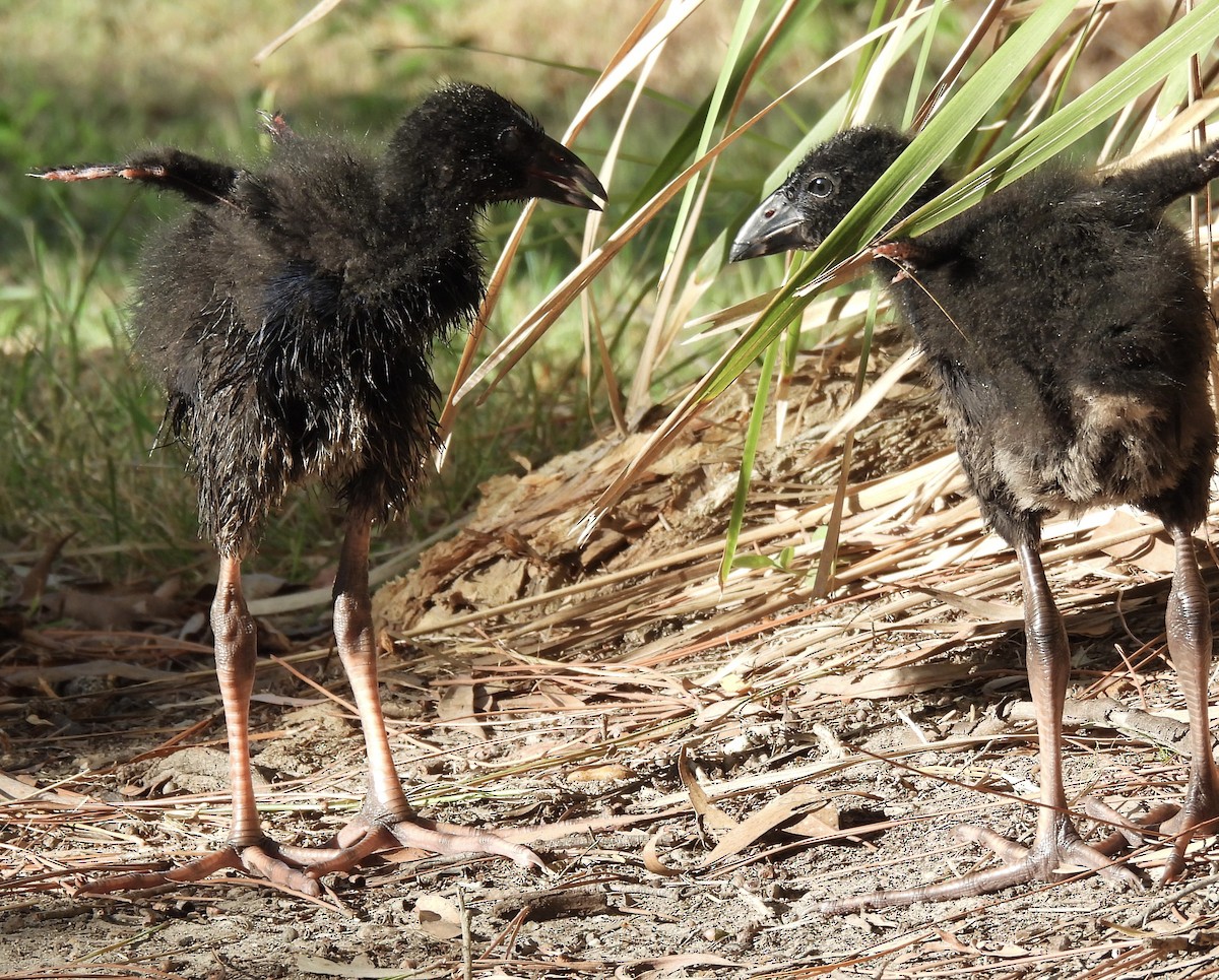 Australasian Swamphen - ML616014012