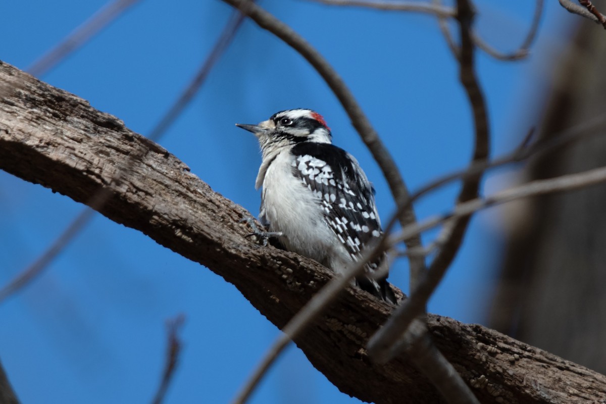 Downy Woodpecker - James Hatfield