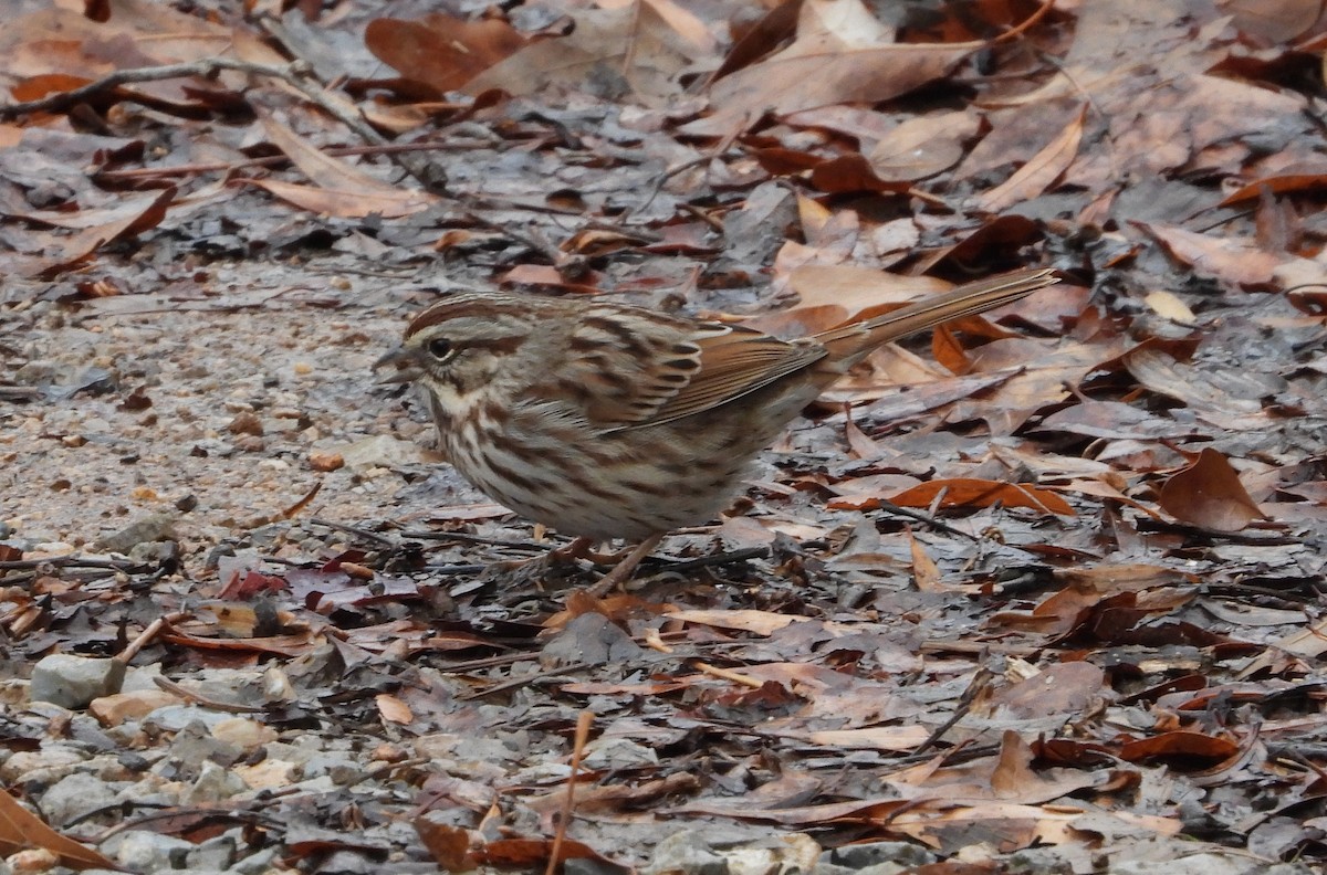 Song Sparrow - ML616014032