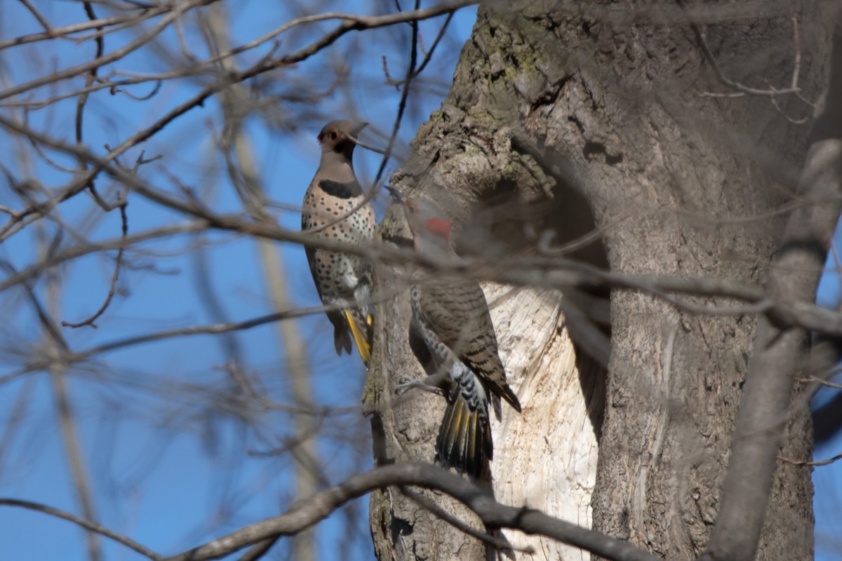 Northern Flicker - James Hatfield