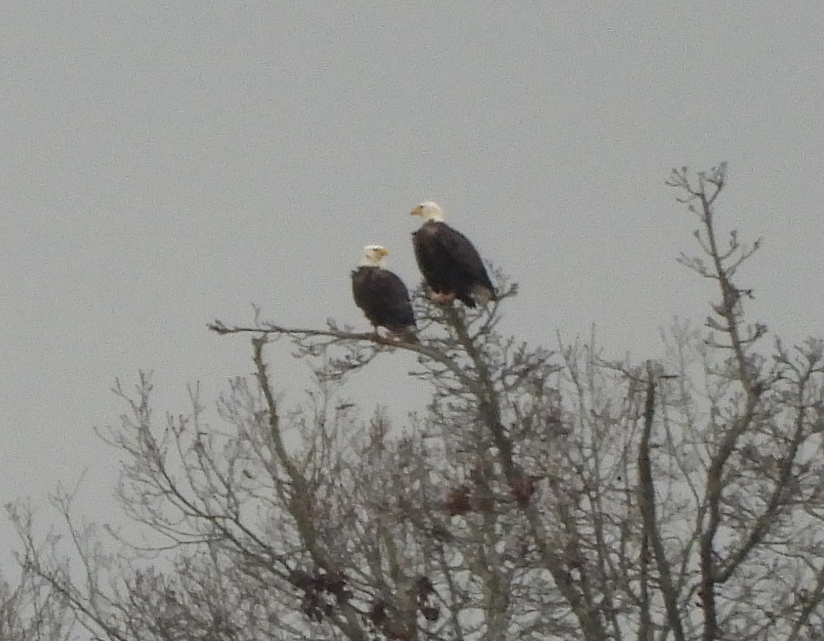 Bald Eagle - ML616014043