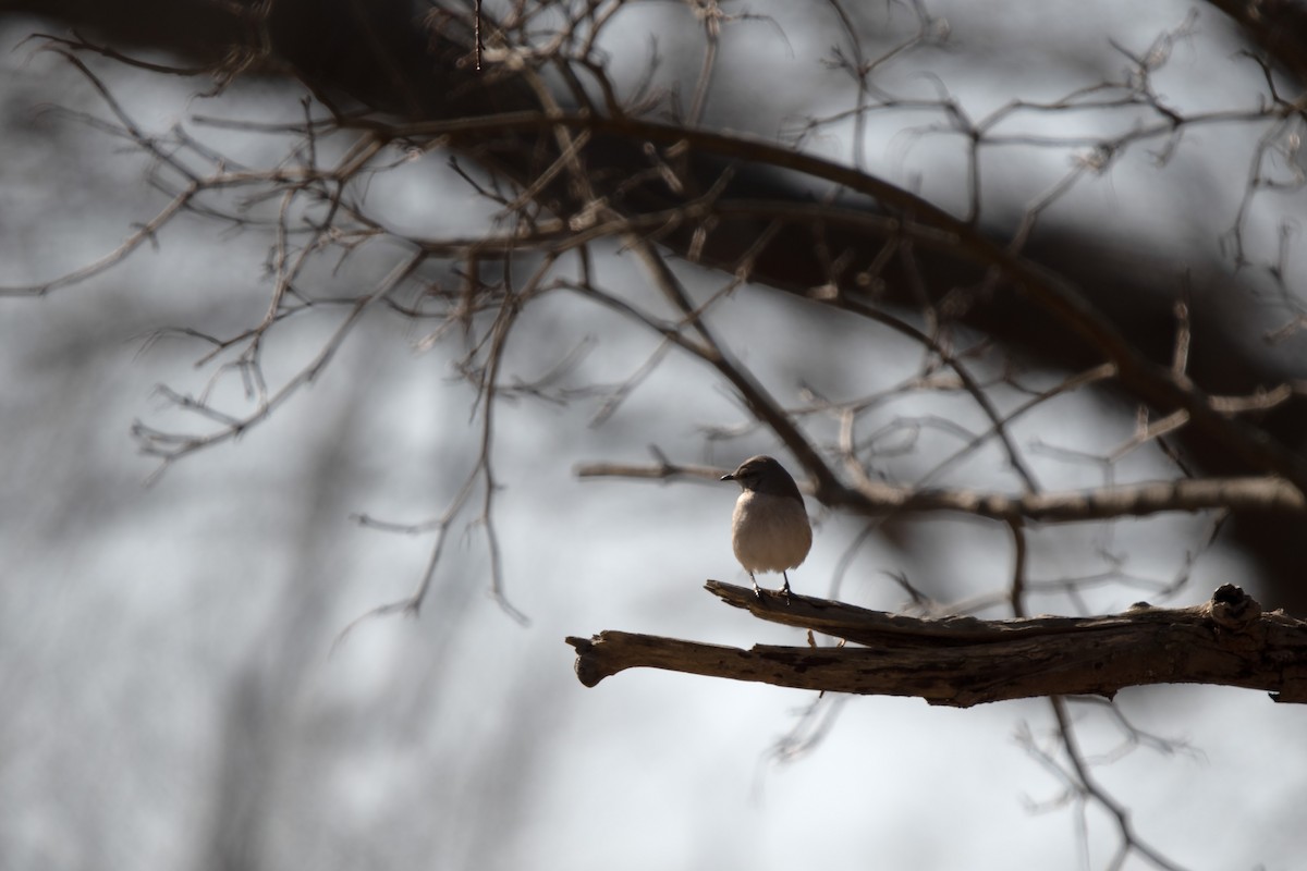 Northern Mockingbird - James Hatfield