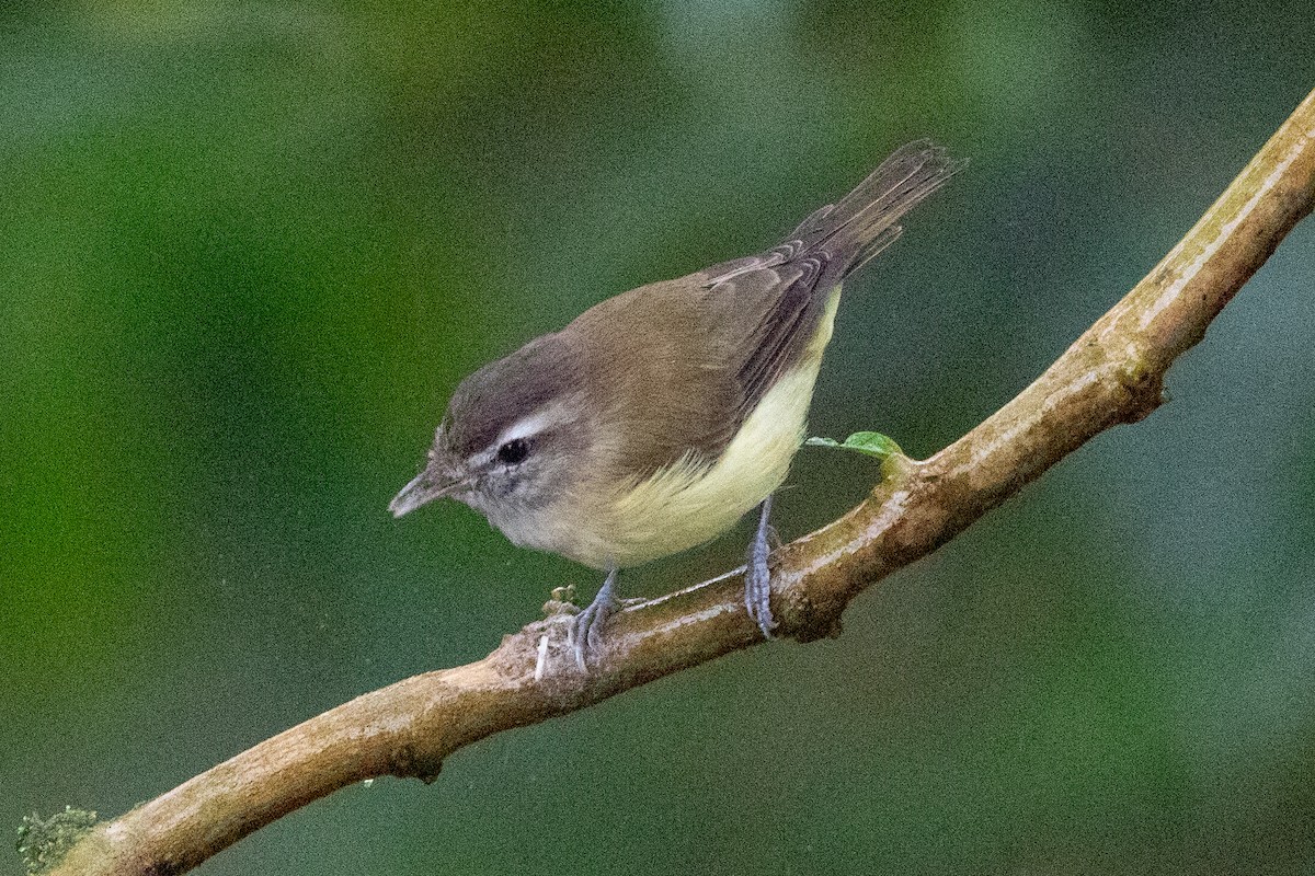 Vireo Coronipardo - ML616014058