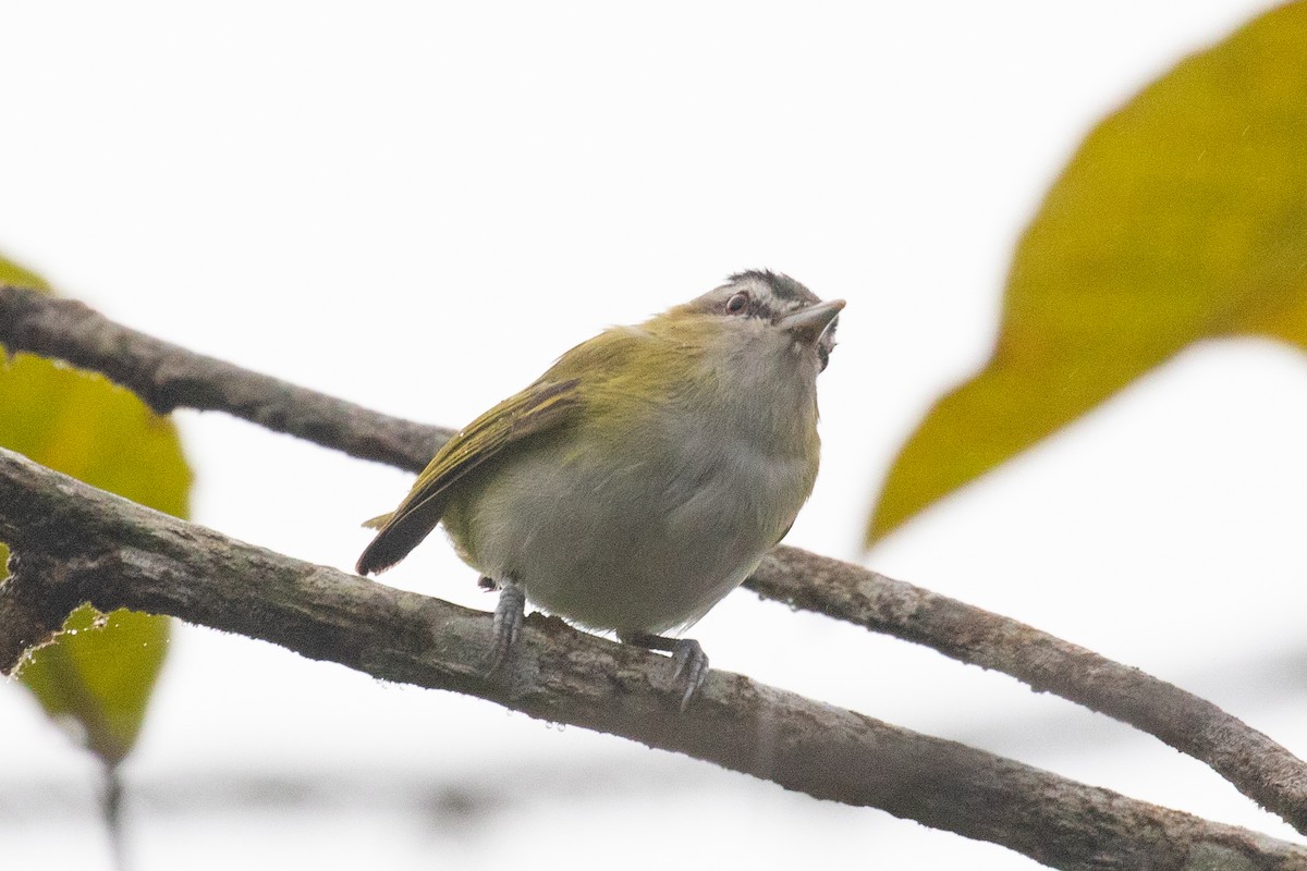 brunøyevireo (agilis gr.) - ML616014080