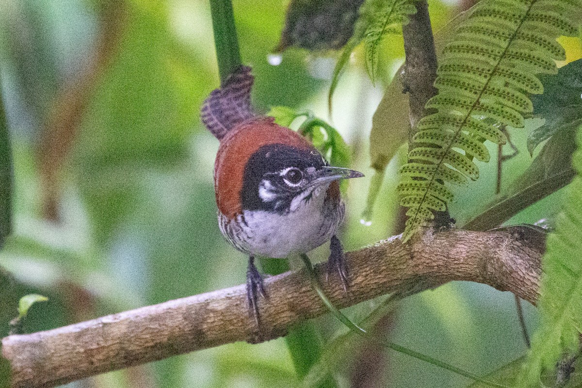 Bay Wren (South American) - Xiaoni Xu