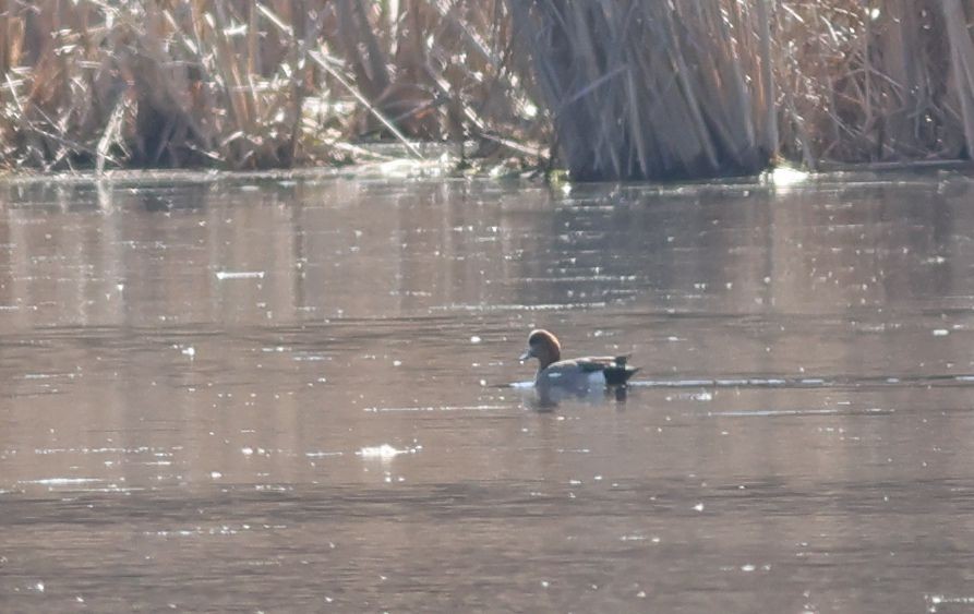 Eurasian x American Wigeon (hybrid) - ML616014125