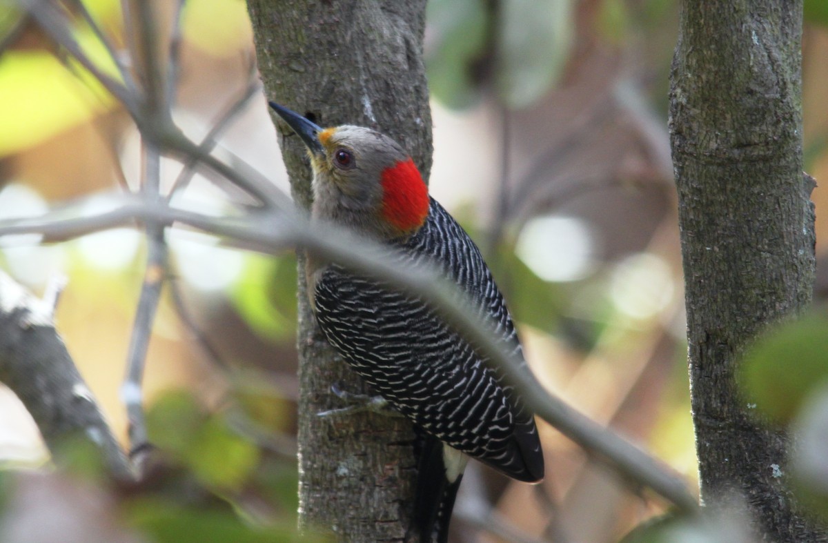 Golden-fronted Woodpecker - ML616014169