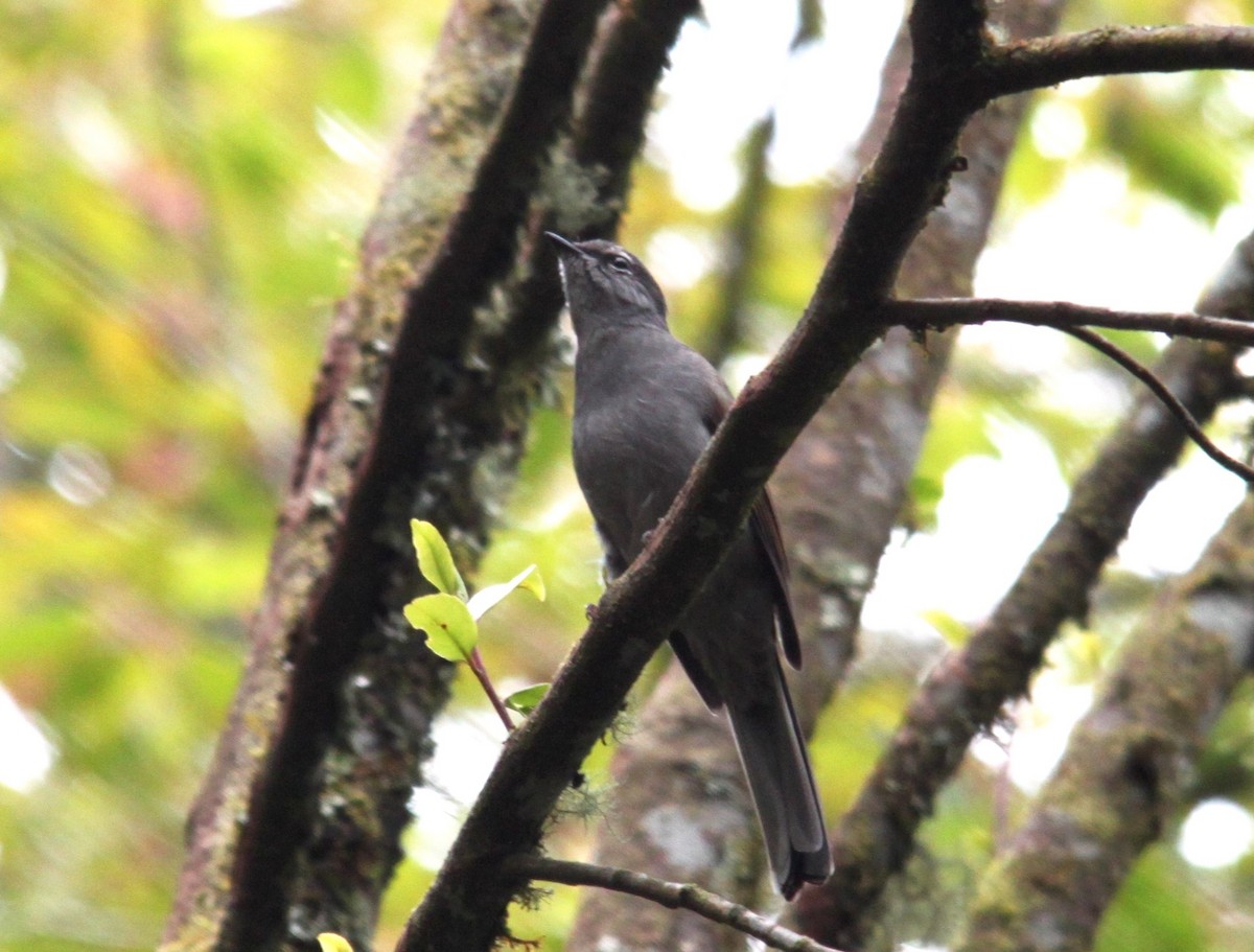 Brown-backed Solitaire - ML616014177