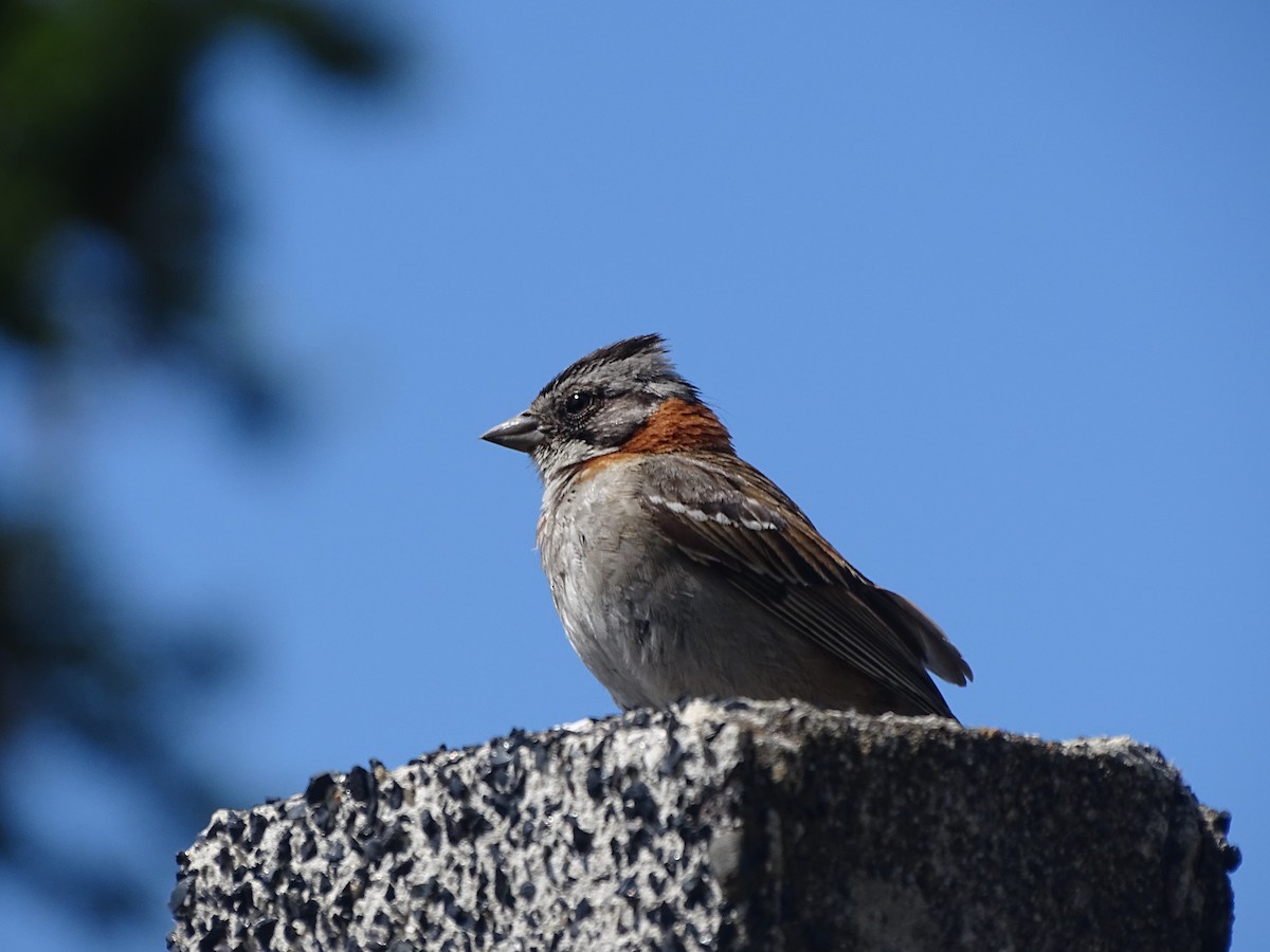 Rufous-collared Sparrow - ML616014215