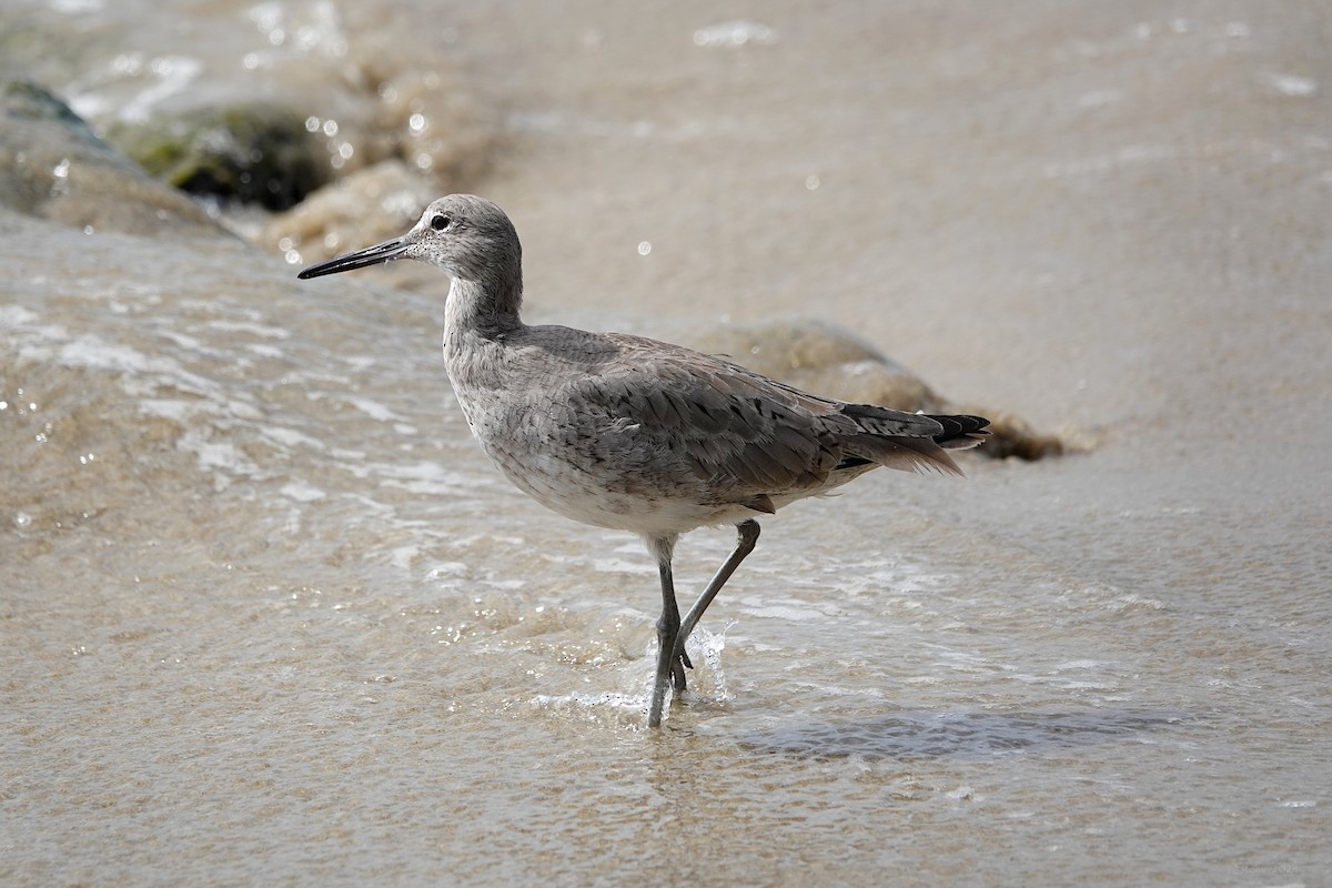 Willet - ML616014222