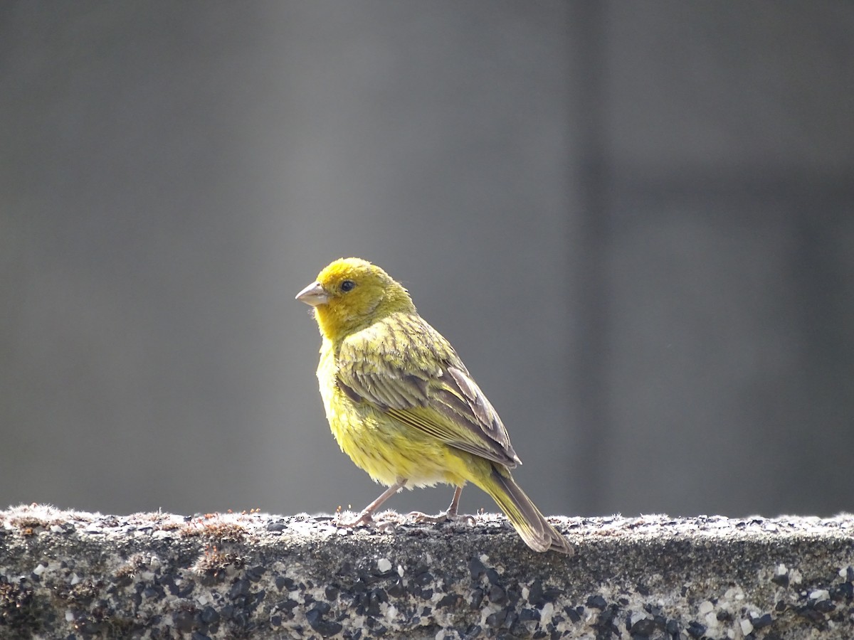 Saffron Finch - ML616014231