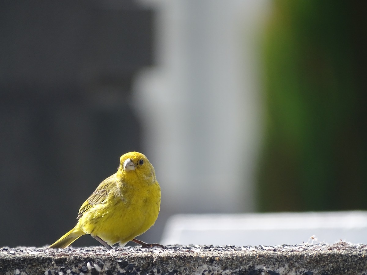 Saffron Finch - ML616014232