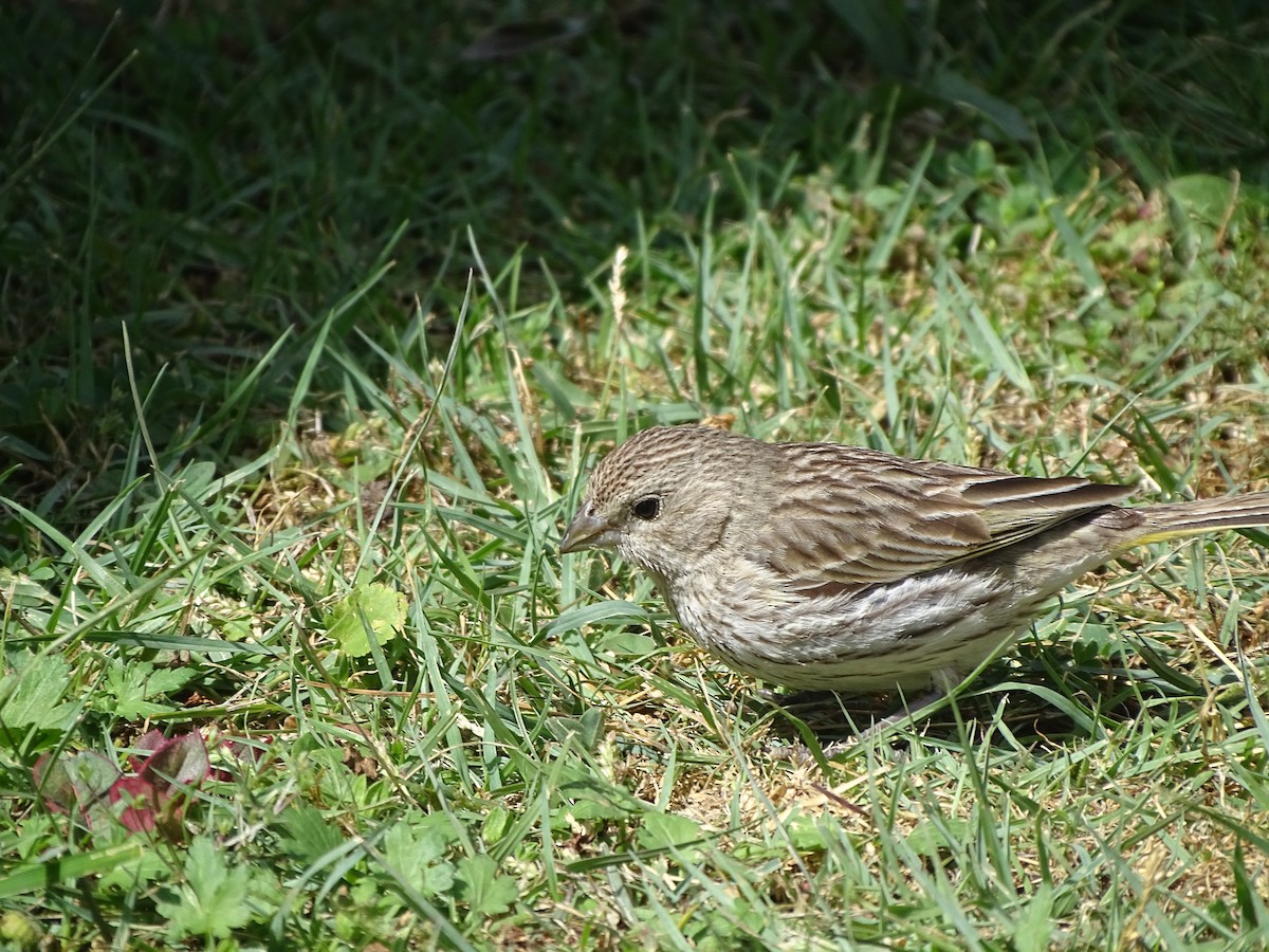 Saffron Finch - ML616014233