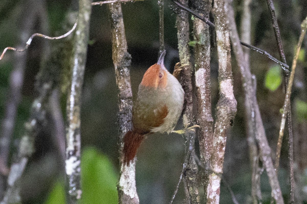 Red-faced Spinetail - ML616014234