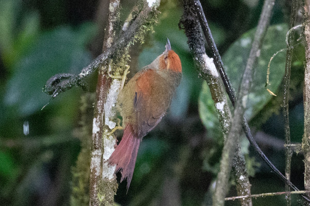 Red-faced Spinetail - ML616014235