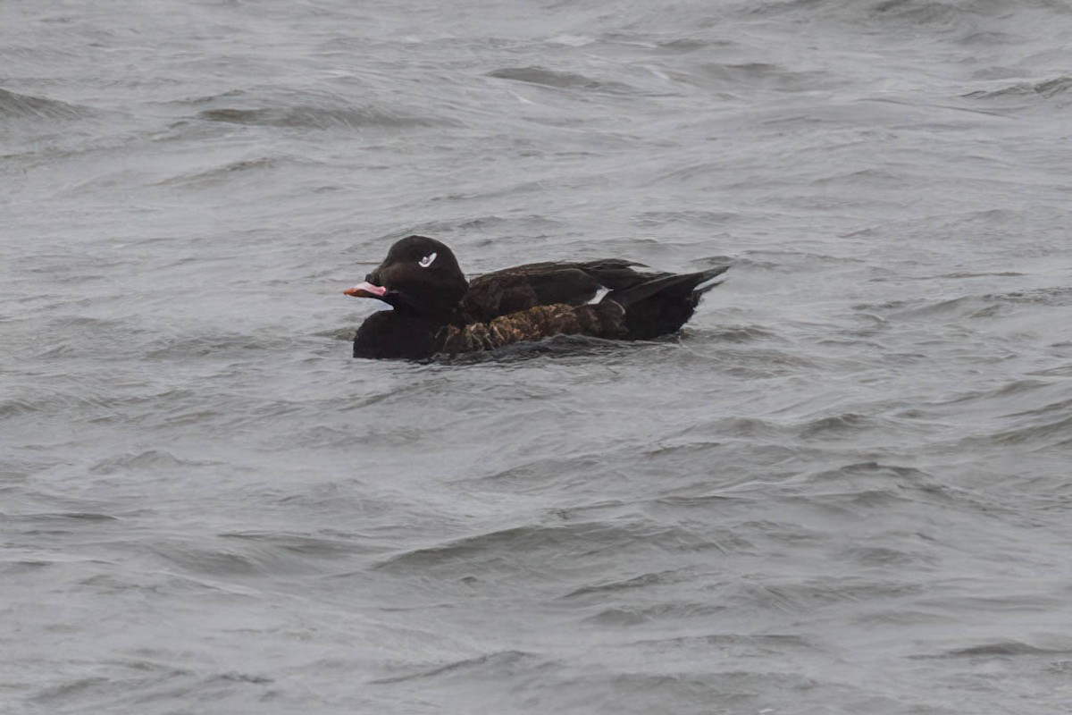 White-winged Scoter - ML616014250