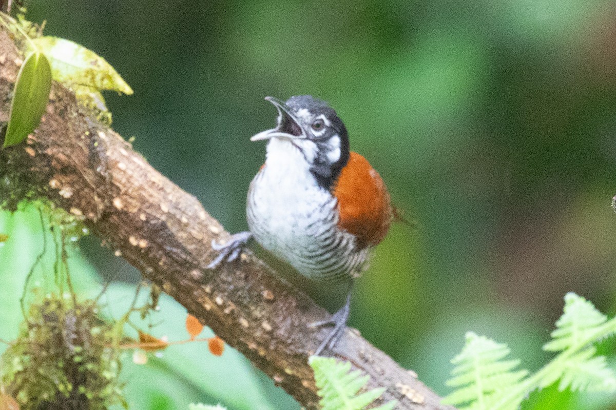 Bay Wren (South American) - Xiaoni Xu