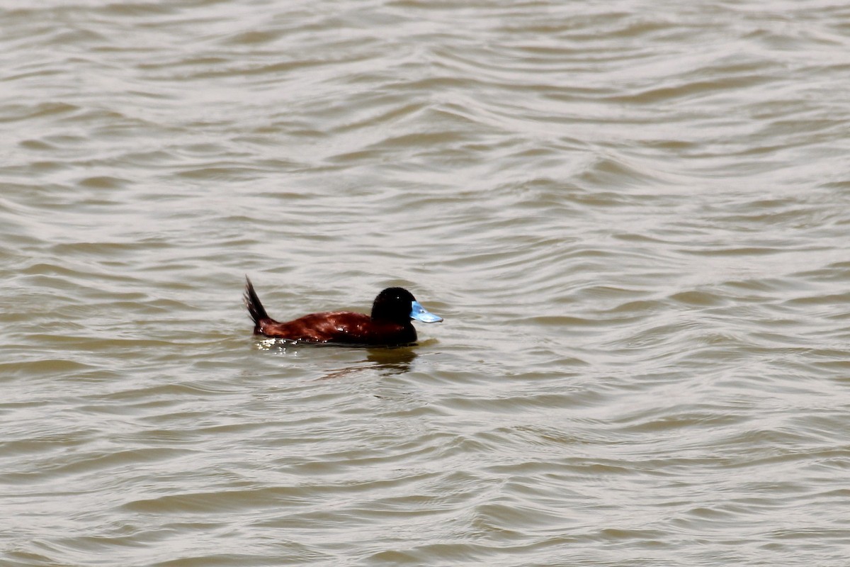 Andean Duck - Pierina A. Bermejo