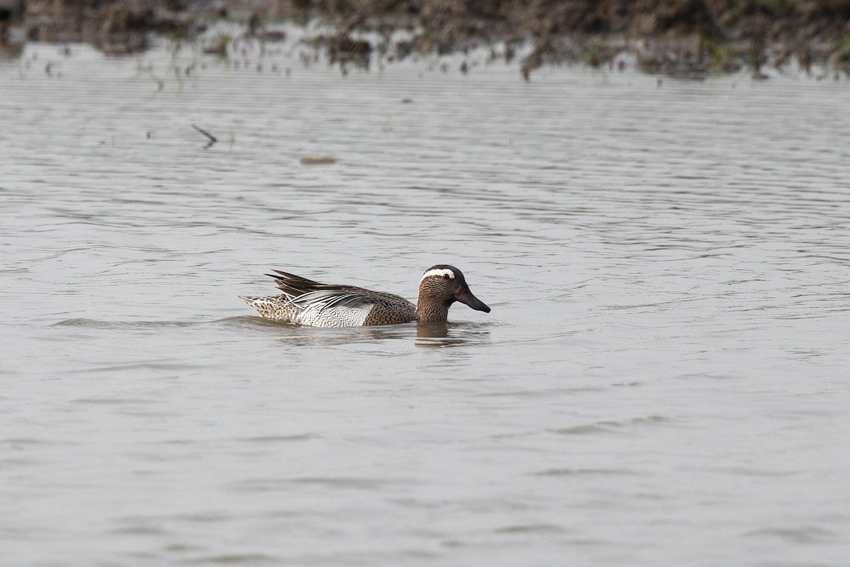 Garganey - ML616014348