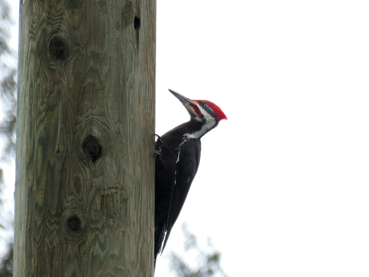 Pileated Woodpecker - ML616014361