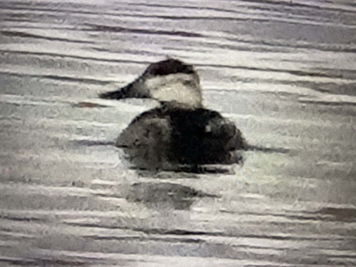 Ruddy Duck - ML616014375