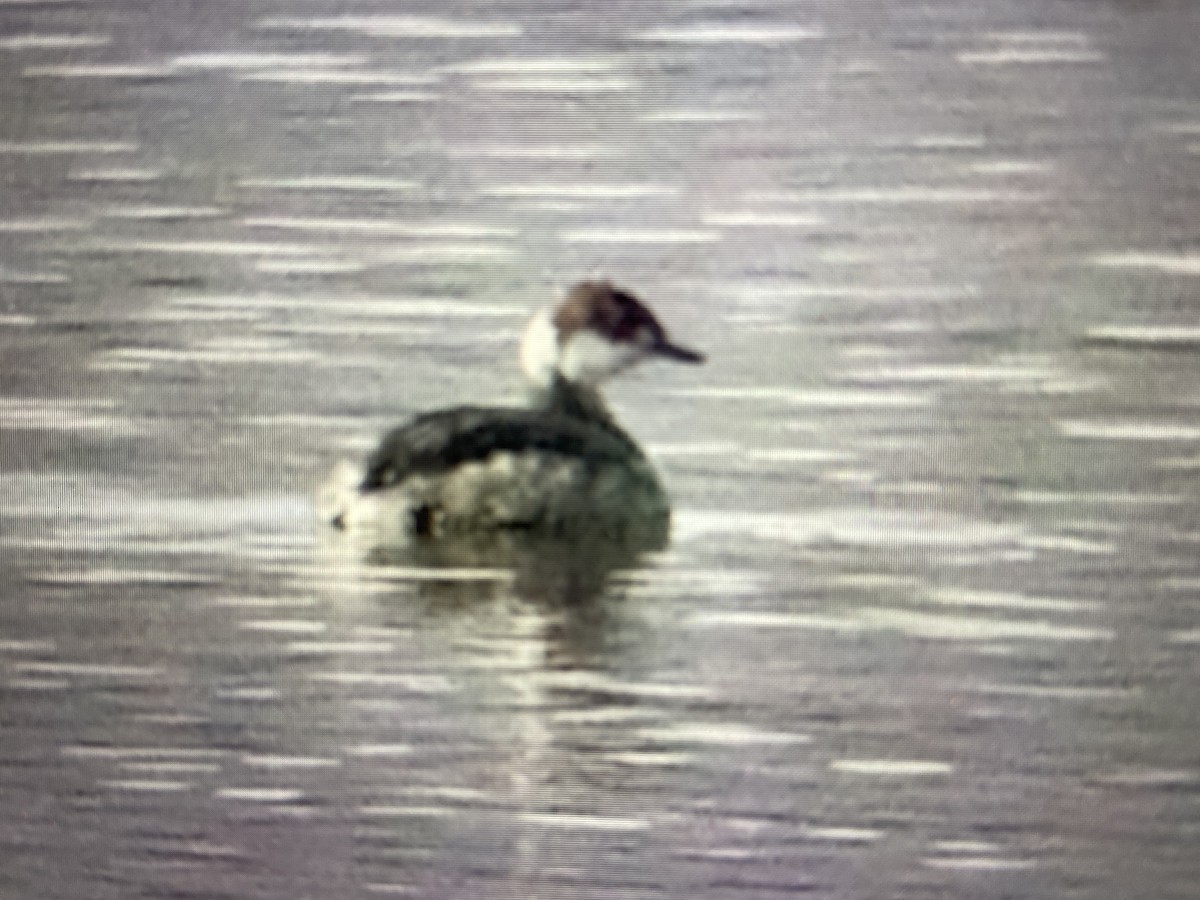 Horned Grebe - ML616014388