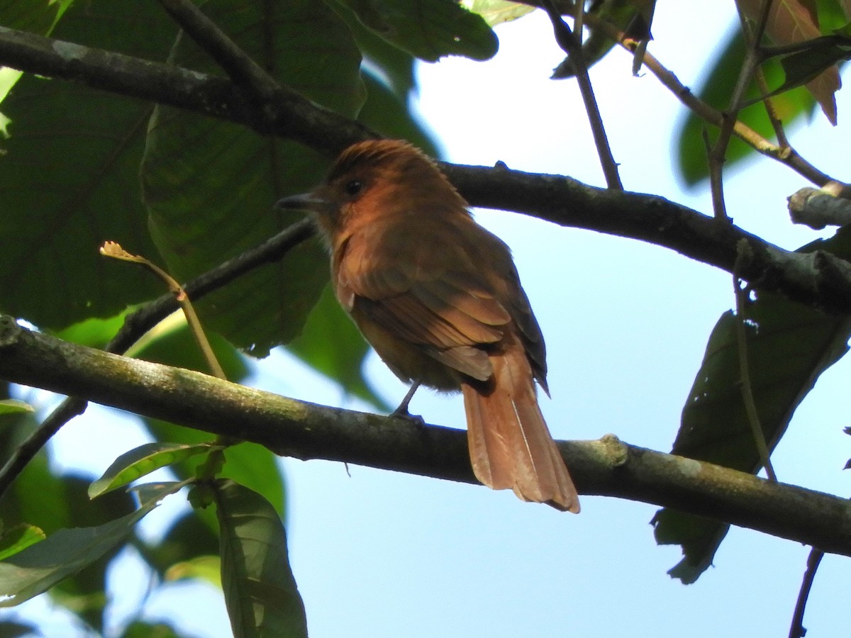 Rufous Mourner - Natalee Bozzi