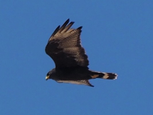 Zone-tailed Hawk - ML616014411