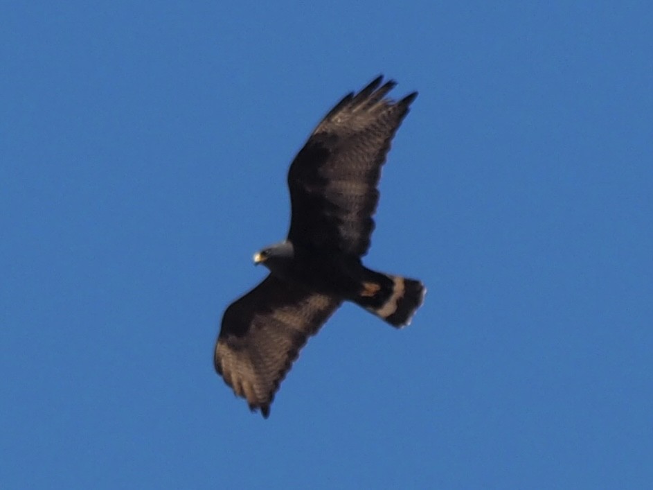 Zone-tailed Hawk - ML616014412