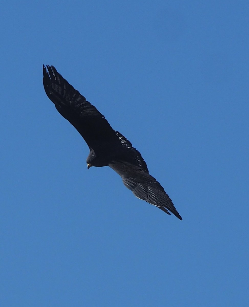 Zone-tailed Hawk - Maya Heubner