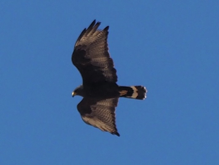 Zone-tailed Hawk - ML616014416