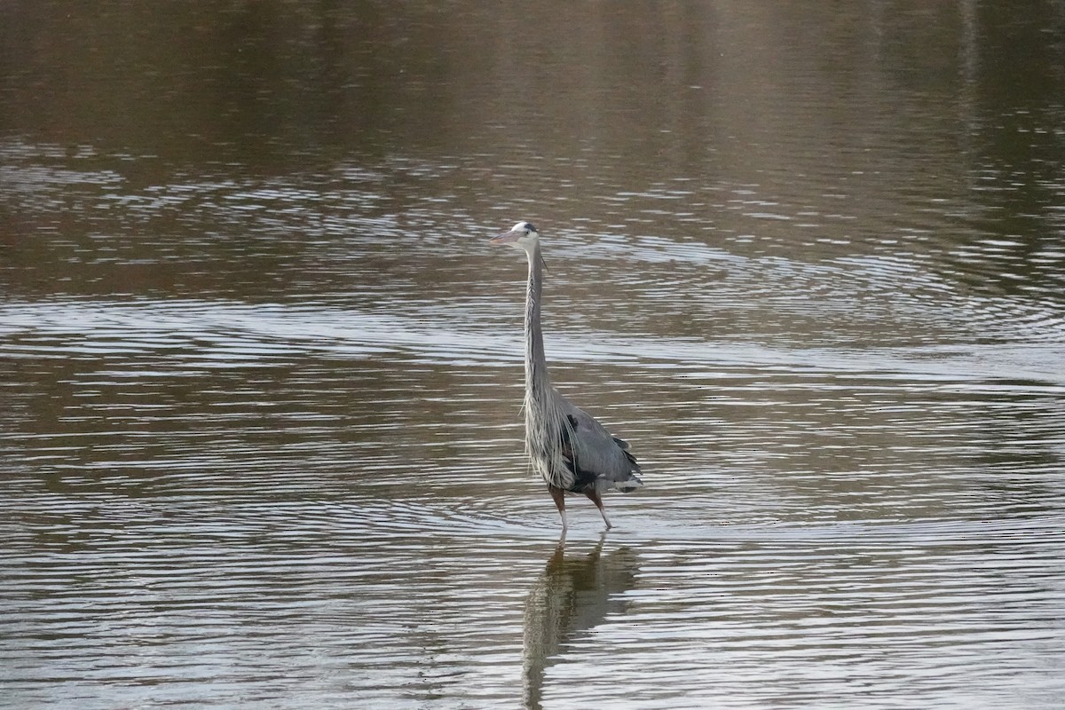 Great Blue Heron - ML616014426