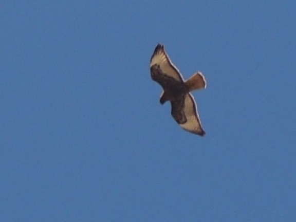 Red-tailed Hawk - Maya Heubner