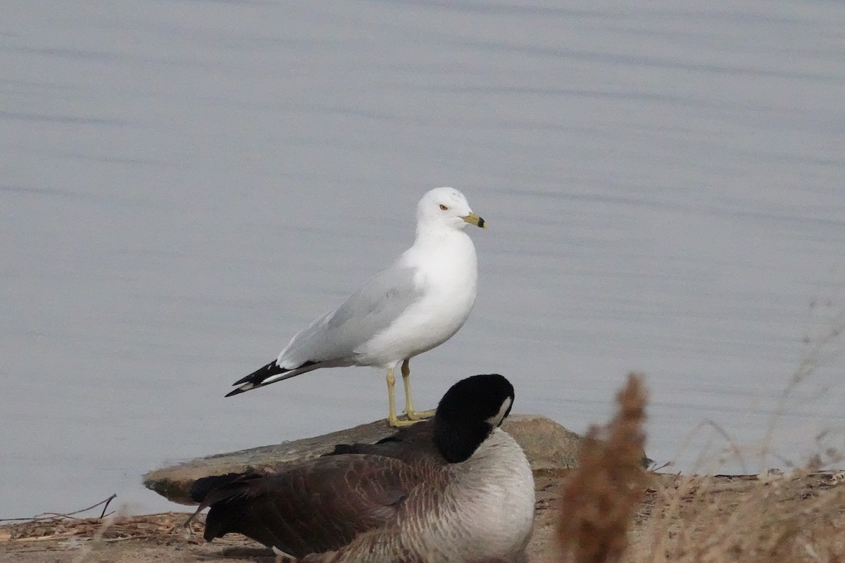 Ring-billed Gull - ML616014472