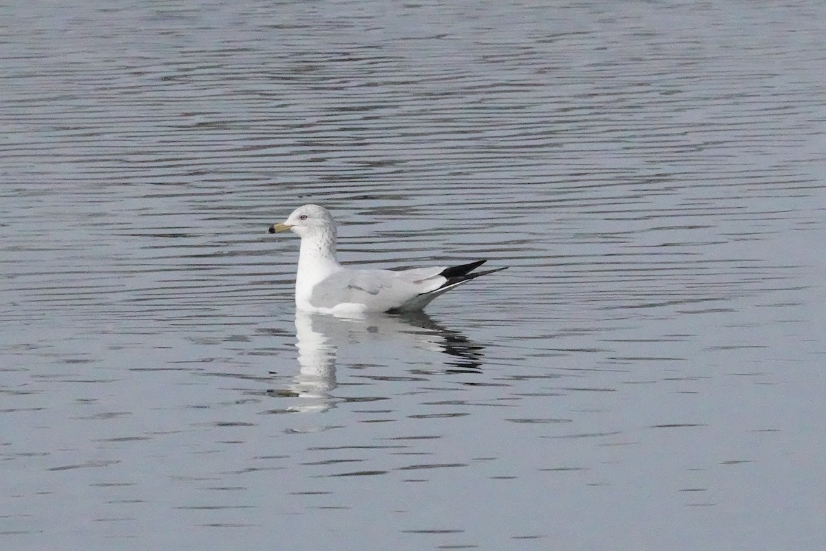 Ring-billed Gull - Charlie Paterson