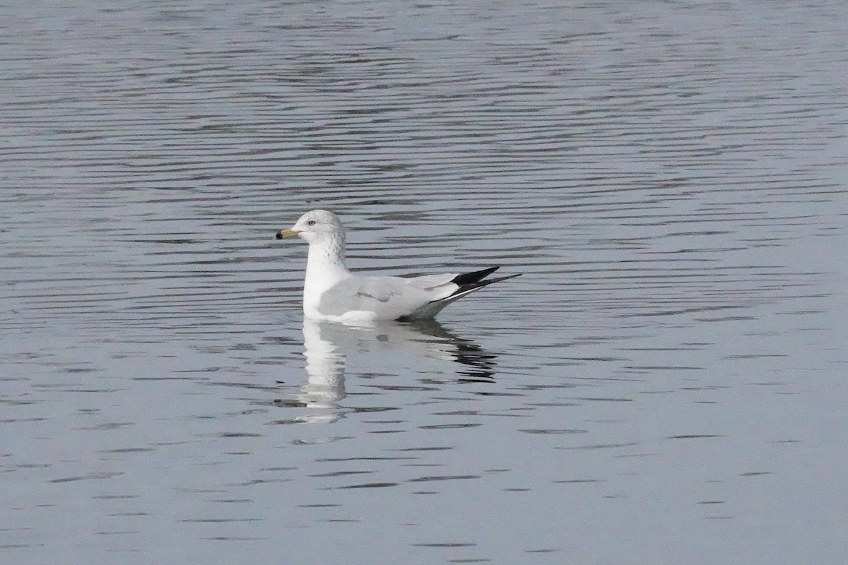 Goéland à bec cerclé - ML616014474