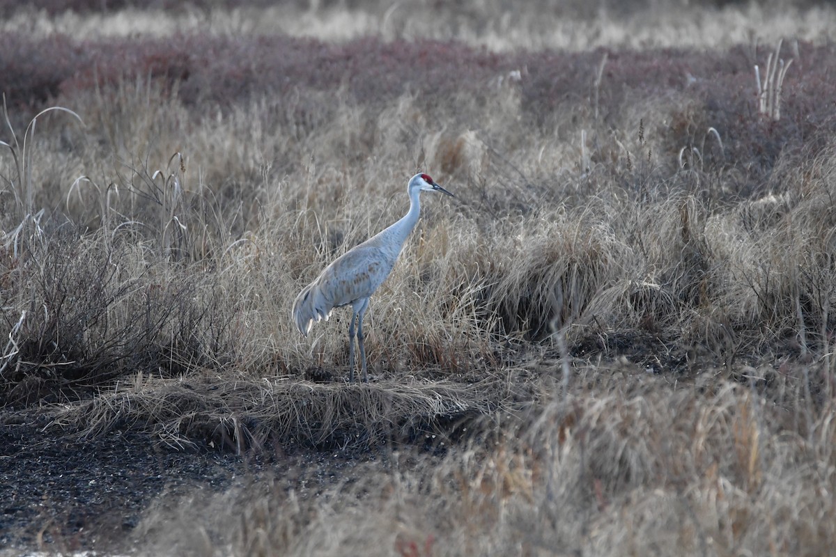Grulla Canadiense - ML616014488